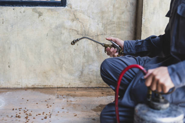 Best Wasp Removal Services  in Triangle, VA